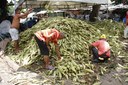De acordo com os comerciantes, a oferta do milho verde ainda está menor do que a procura nas feiras livres de João Pessoa