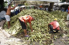 De acordo com os comerciantes, a oferta do milho verde ainda está menor do que a procura nas feiras livres de João Pessoa