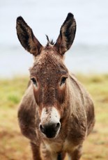 População de jumentos, animal símbolo da cultura nordestina, caiu de 600 mil para 300 mil devido ao abate