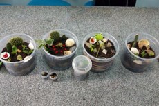 As plantações foram resultado de uma oficina ministrada aos socioeducandos do Centro Educacional do Jovem, da Fundac