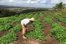 Agricultores serão estimuladas a implantar seu próprio negócio com a garantia de venda da produção para o mercado formal e informal