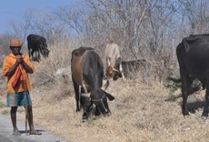 A estiagem que assola 149 cidades da Paraíba deixa, principalmente, os pequenos criadores sem água para dar de beber aos animais, uma vez que os reservatórios estão com volume crítico