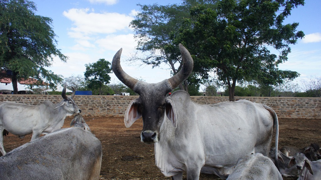 Campina Grande (Foto Teresa Duarte).JPG Campina Grande (Foto Teresa Duarte).JPG