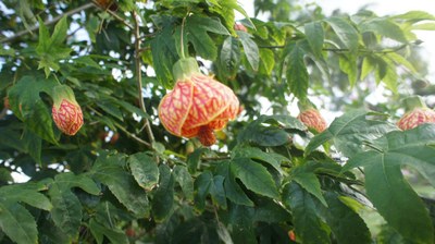 Areia (Foto Teresa Duarte).JPG Areia (Foto Teresa Duarte).JPG