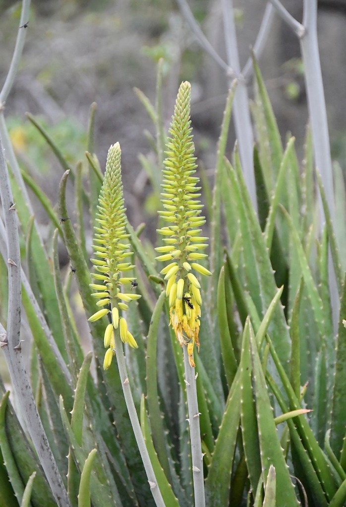2020.07.19_apa do cariri_fazenda salambaia_natureza © roberto guedes (101).JPG