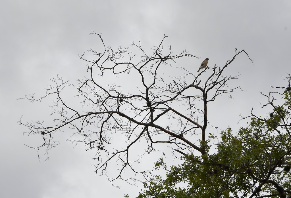 2020.07.19_apa do cariri_fazenda salambaia_natureza © roberto guedes (102).JPG