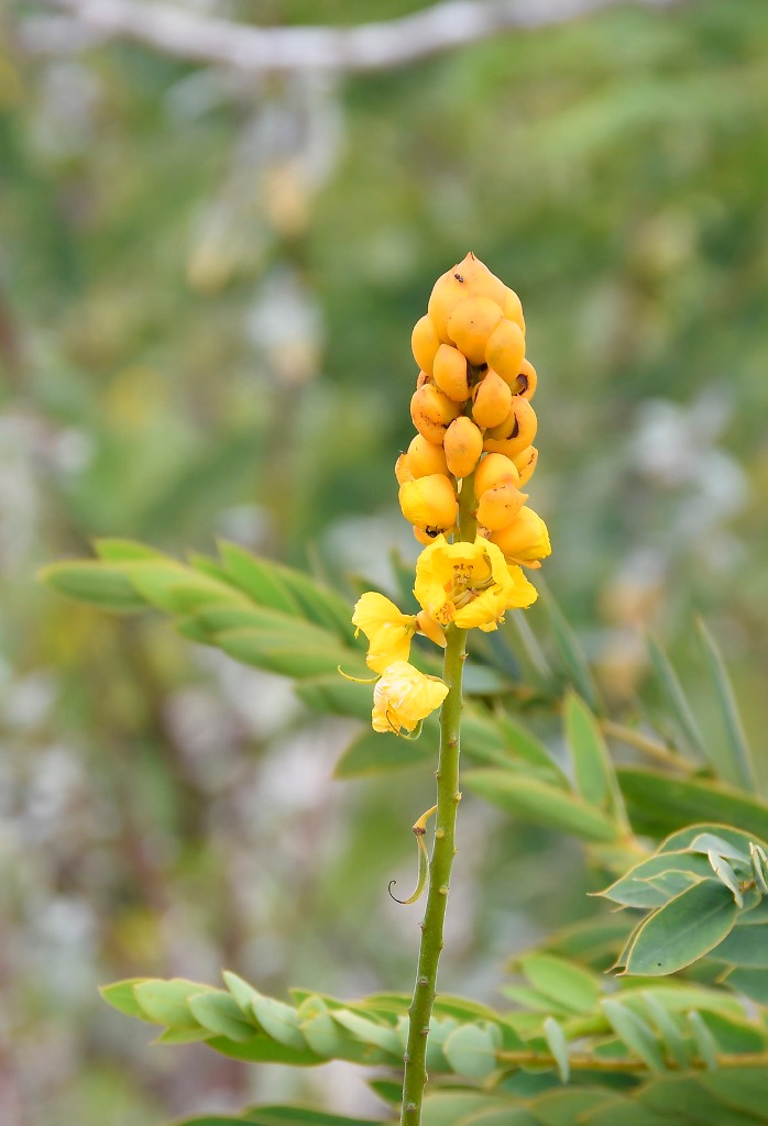 2020.07.19_apa do cariri_fazenda salambaia_natureza © roberto guedes (103).JPG
