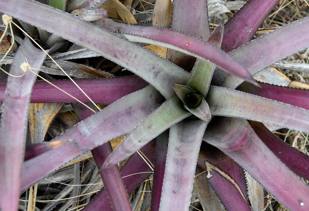 2020.07.19_apa do cariri_fazenda salambaia_natureza © roberto guedes (104).JPG