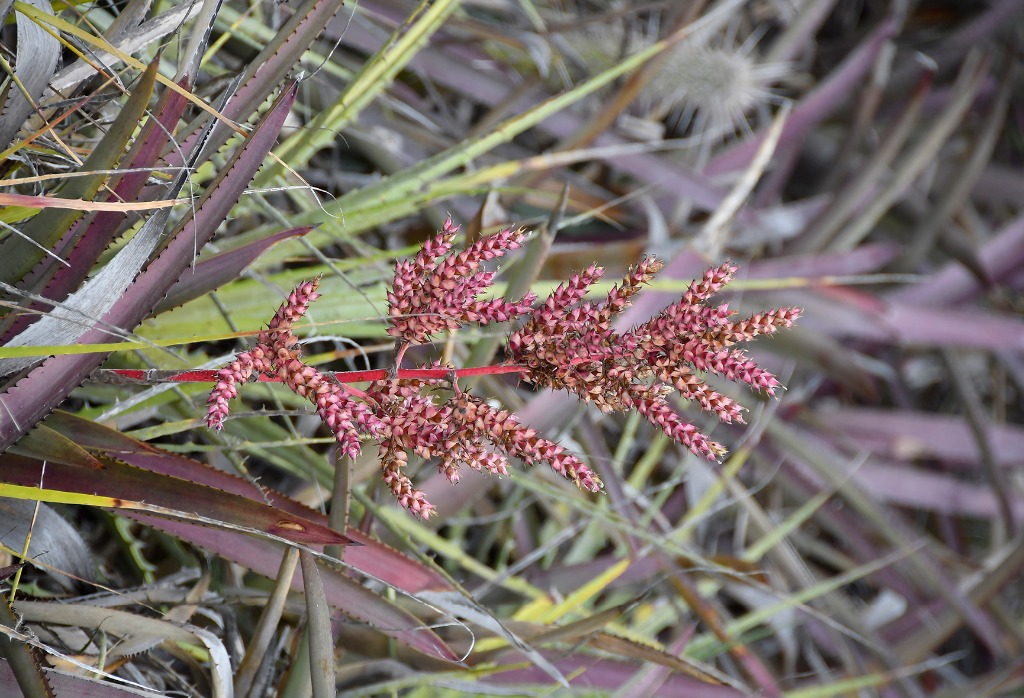 2020.07.19_apa do cariri_fazenda salambaia_natureza © roberto guedes (105).JPG