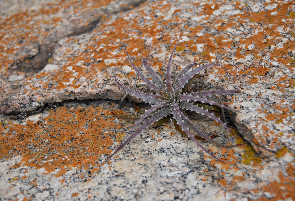 2020.07.19_apa do cariri_fazenda salambaia_natureza © roberto guedes (106).JPG