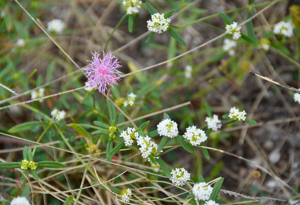 2020.07.19_apa do cariri_fazenda salambaia_natureza © roberto guedes (107).JPG