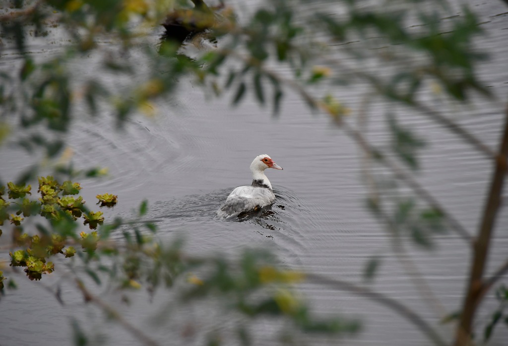 2020.07.19_apa do cariri_fazenda salambaia_natureza © roberto guedes (111).JPG