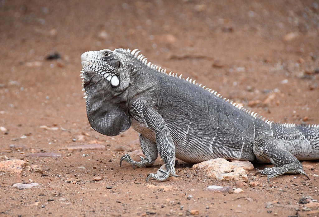 2020.07.19_apa do cariri_lajedo pai mateus_natureza © roberto guedes (45).JPG