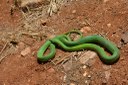 animal_cobra verde © roberto guedes (25).JPG