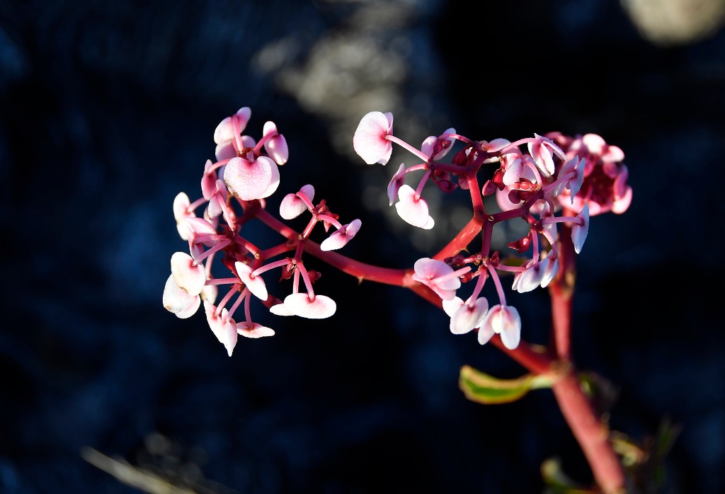 002_2020.07.28_apa das onças_natureza © roberto guedes (81).JPG