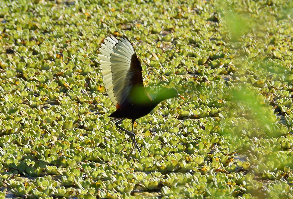 003_2020.07.28_apa das onças_natureza © roberto guedes (28).JPG