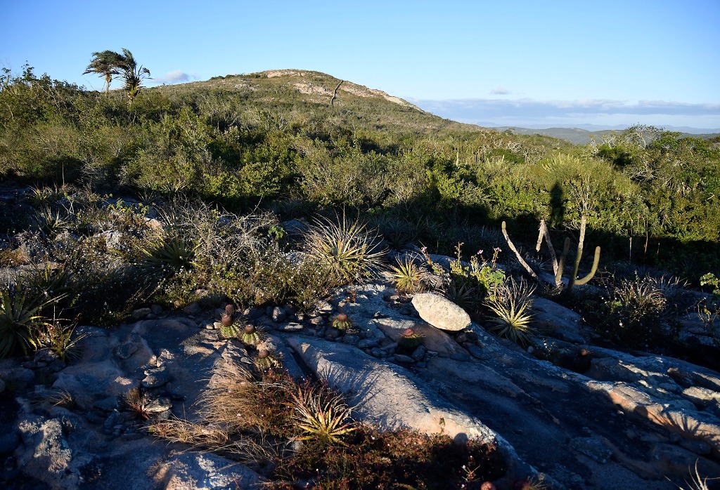 2020.07.28_apa das onças © roberto guedes (64).JPG