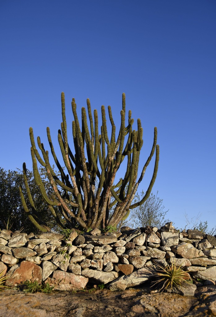 2020.07.28_apa das onças © roberto guedes (71).JPG