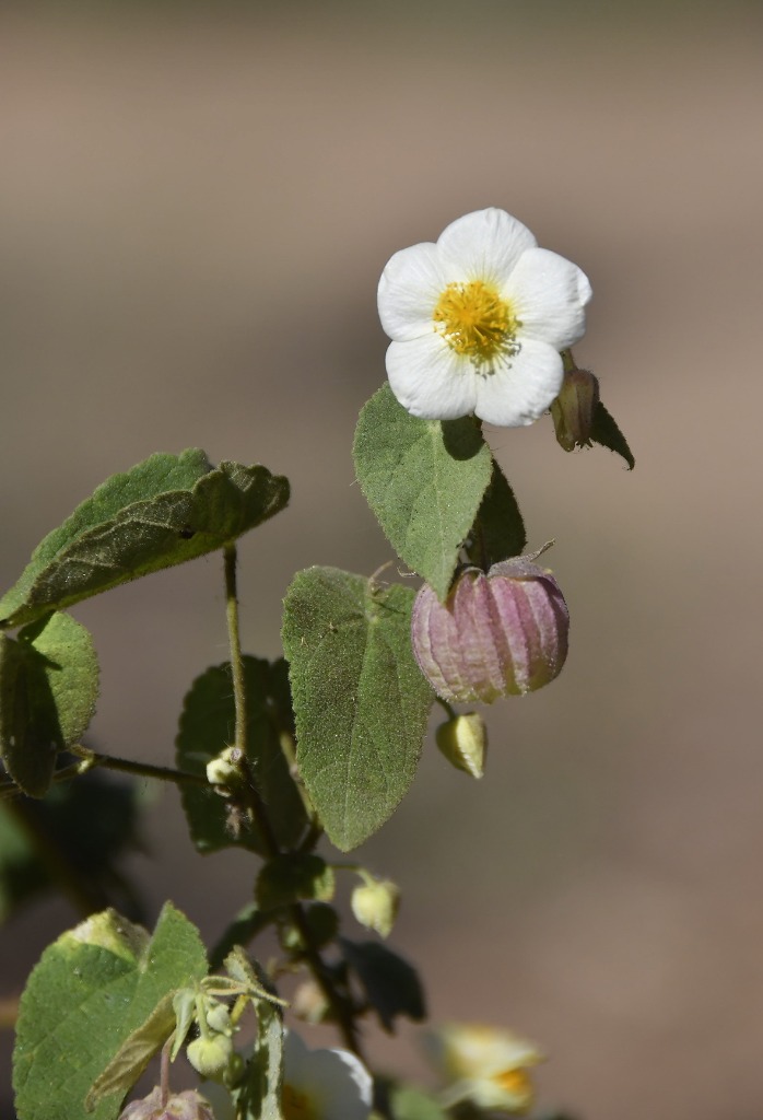 2020.07.28_apa das onças_natureza © roberto guedes (11).JPG