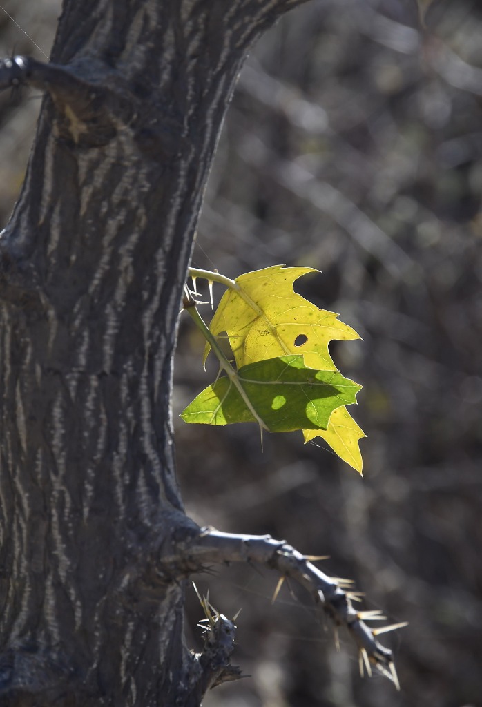 2020.07.28_apa das onças_natureza © roberto guedes (18).JPG