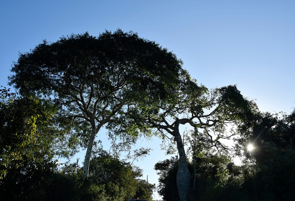 2020.07.28_apa das onças_natureza © roberto guedes (41).JPG