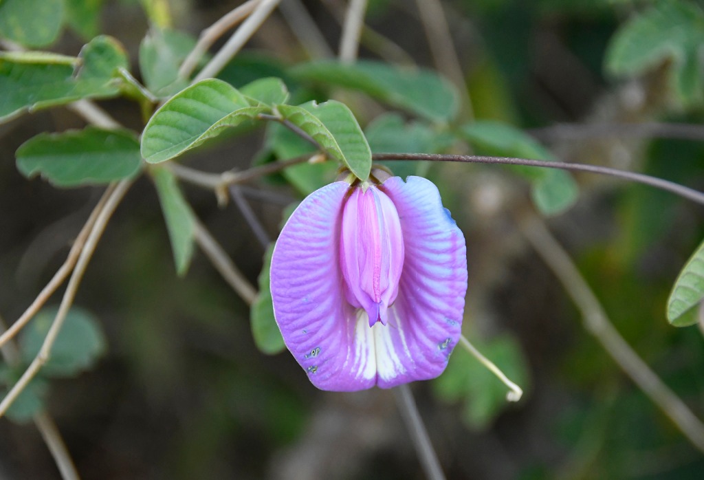 2020.07.28_apa das onças_natureza © roberto guedes (97).JPG