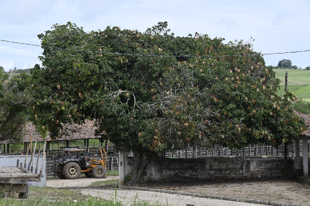 2021.05.13_sao miguel taipu_oiteiro © roberto guedes (20).JPG