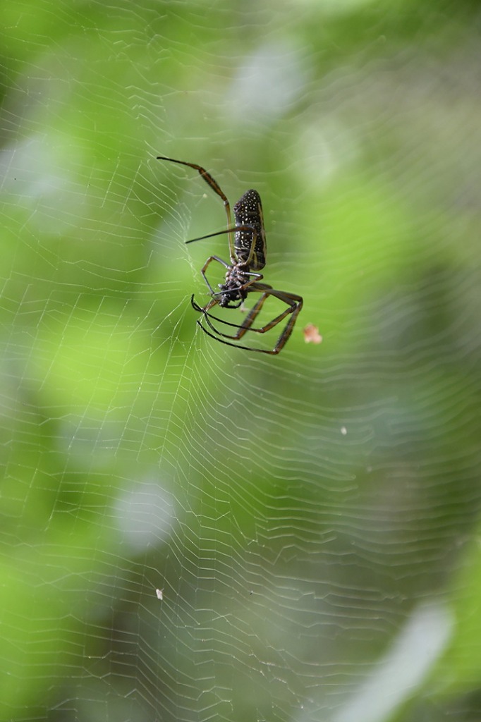 20200915_ÁRIE_ Goiamunduba © roberto guedes (107).JPG