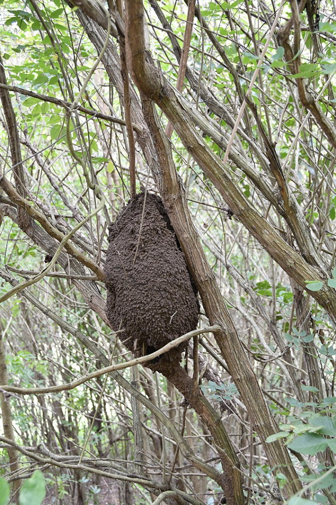 20200915_ÁRIE_ Goiamunduba © roberto guedes (128).JPG