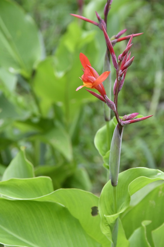 20200915_ÁRIE_ Goiamunduba © roberto guedes (147).JPG