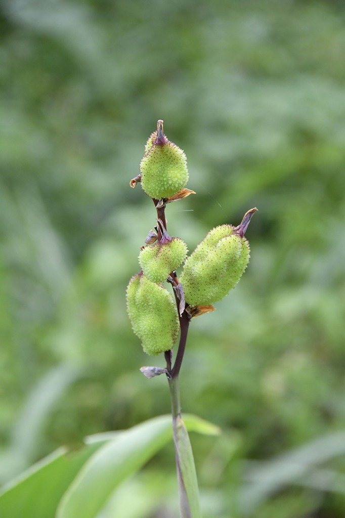 20200915_ÁRIE_ Goiamunduba © roberto guedes (156).JPG