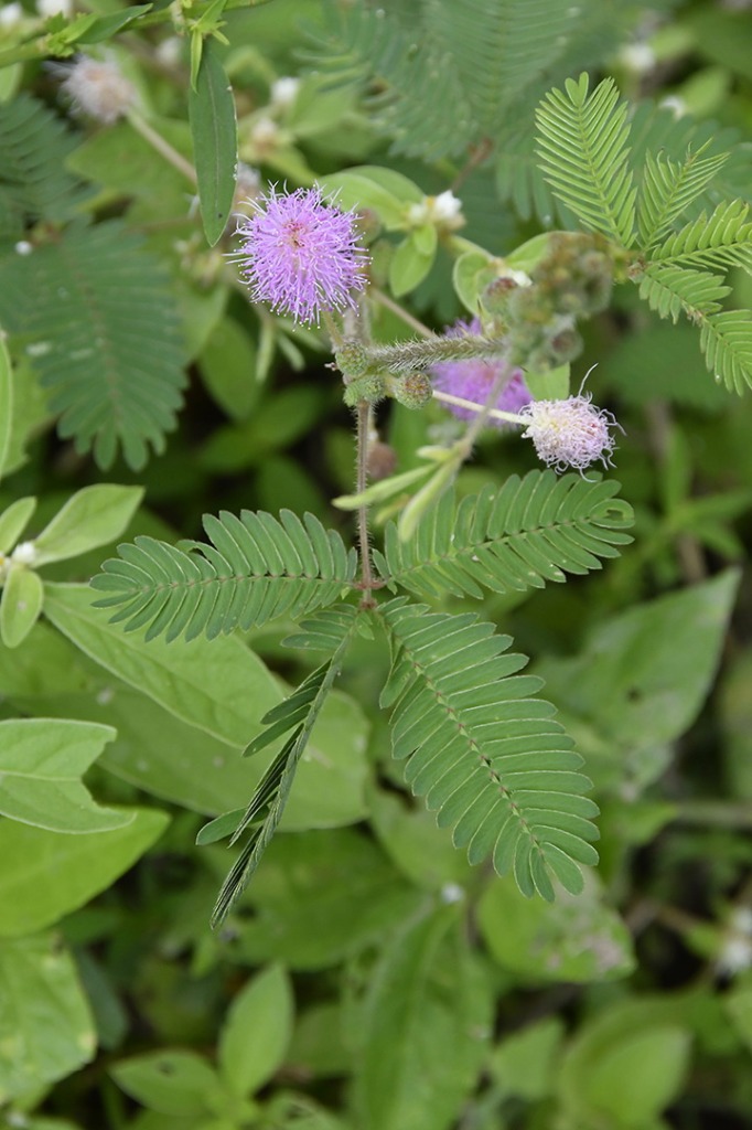 20200915_ÁRIE_ Goiamunduba © roberto guedes (169).JPG