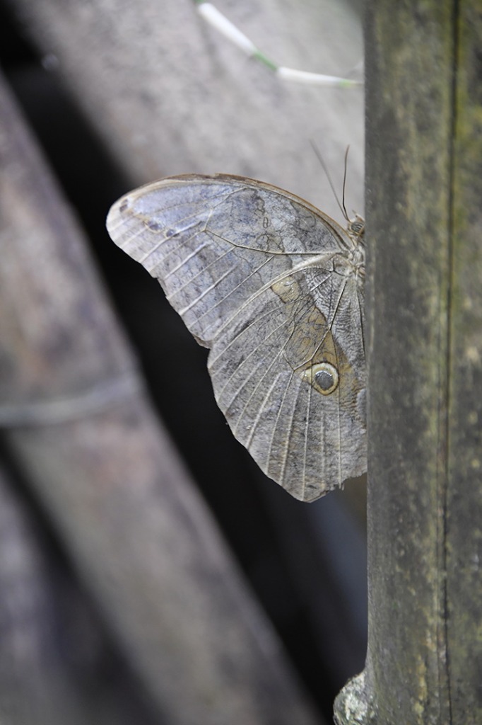 20200915_ÁRIE_ Goiamunduba © roberto guedes (20).JPG