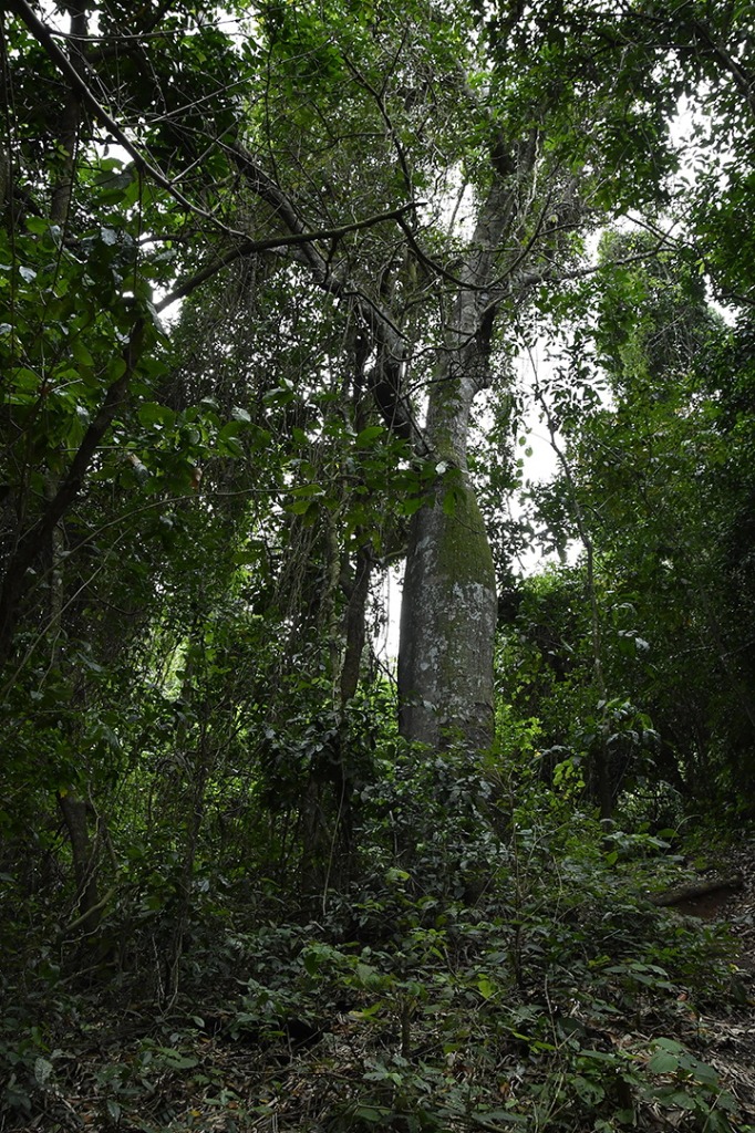 20200915_ÁRIE_ Goiamunduba © roberto guedes (55).JPG