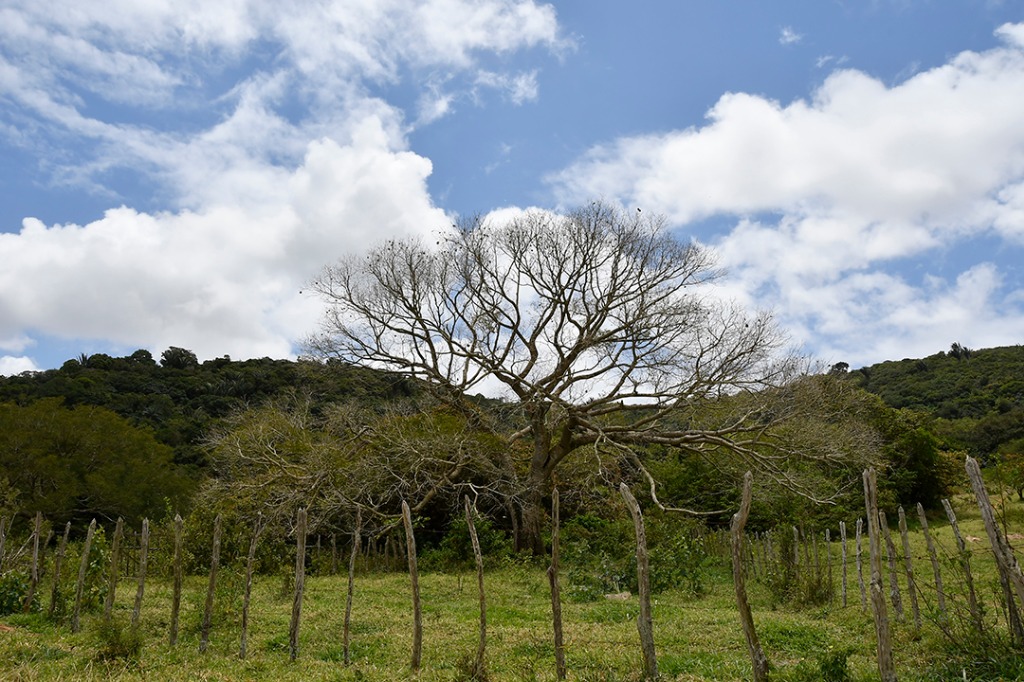 20200915_ÁRIE_ Goiamunduba © roberto guedes (8).JPG