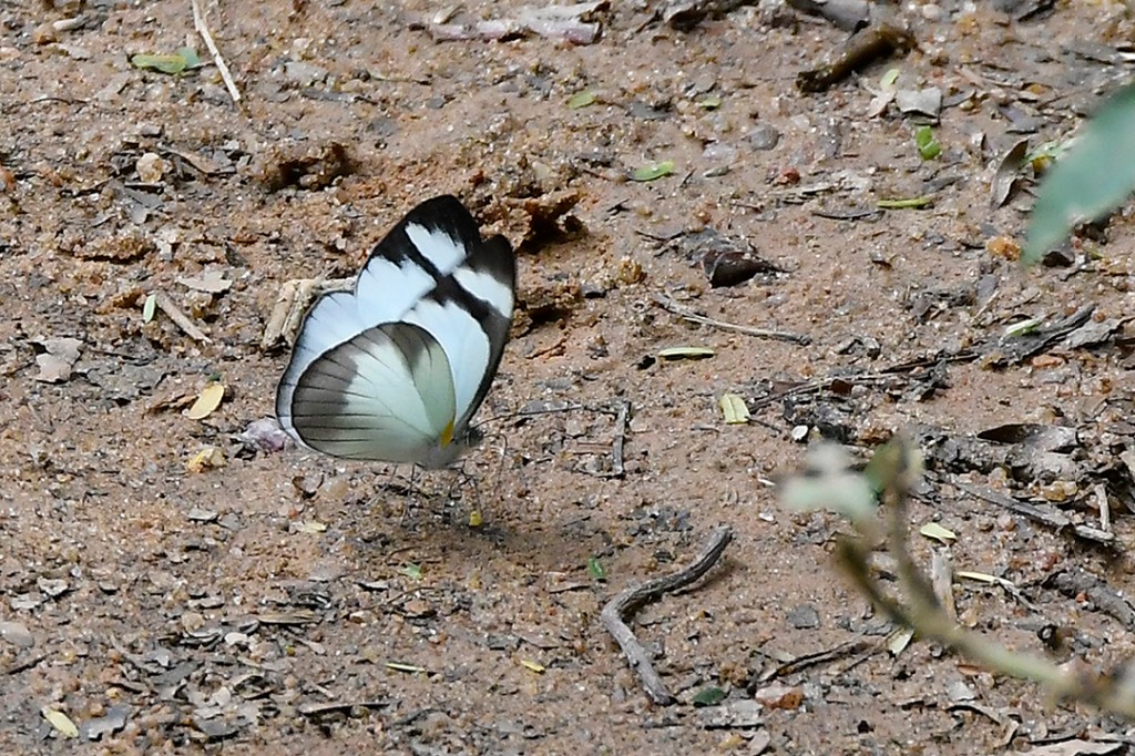 20200915_ÁRIE_ Goiamunduba © roberto guedes (83).JPG