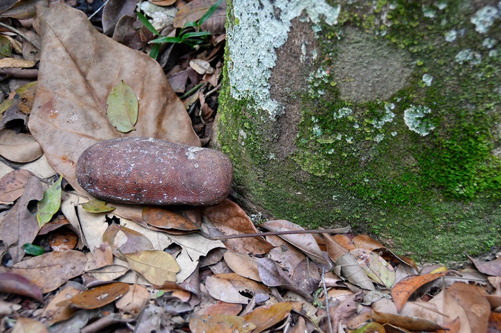 20200915_parque estadual mata do pau ferro © roberto guedes (13).JPG