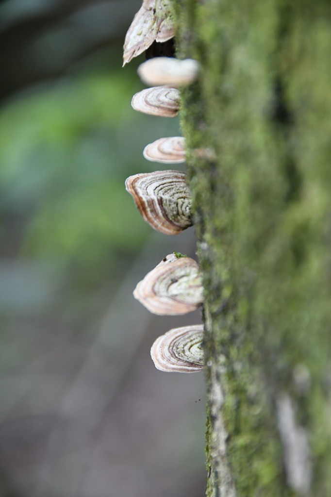 20200915_parque estadual mata do pau ferro © roberto guedes (15).JPG