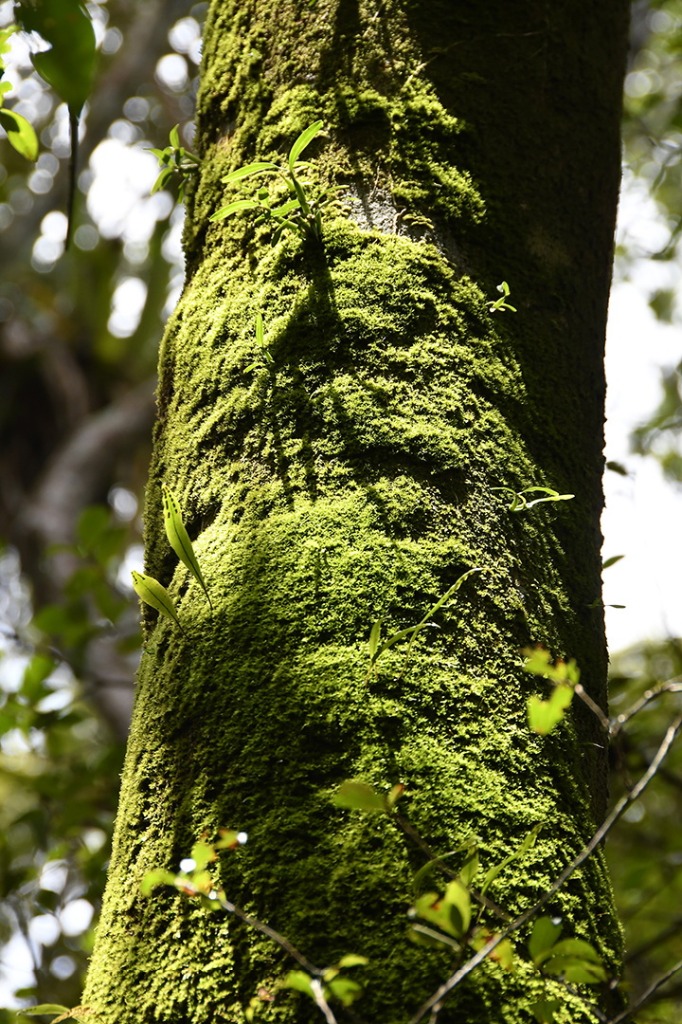 20200915_parque estadual mata do pau ferro © roberto guedes (16).JPG
