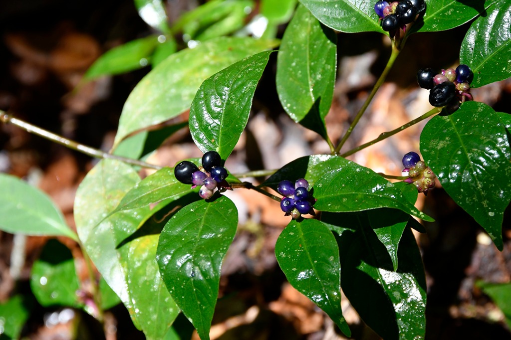 20200915_parque estadual mata do pau ferro © roberto guedes (17).JPG