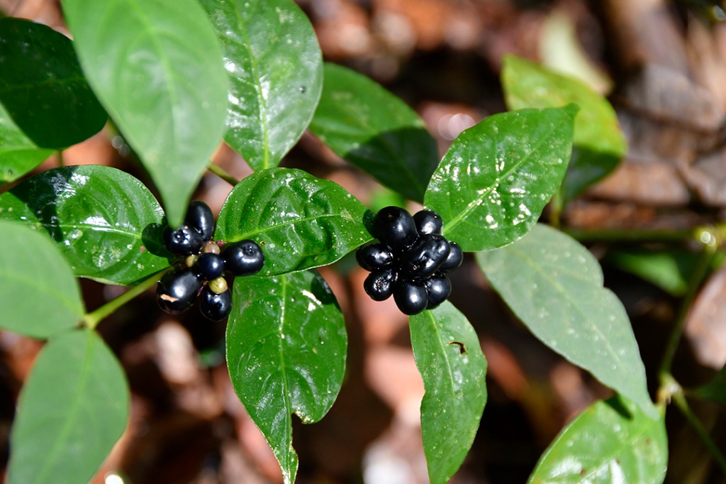 20200915_parque estadual mata do pau ferro © roberto guedes (18).JPG
