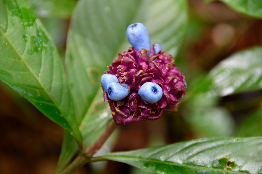20200915_parque estadual mata do pau ferro © roberto guedes (19).JPG