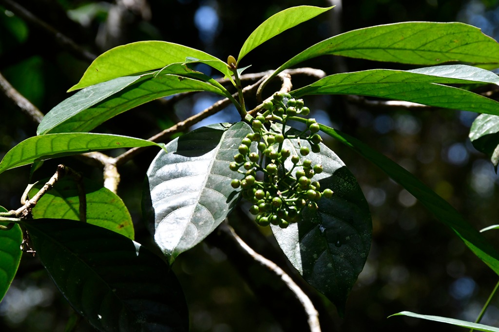 20200915_parque estadual mata do pau ferro © roberto guedes (20).JPG