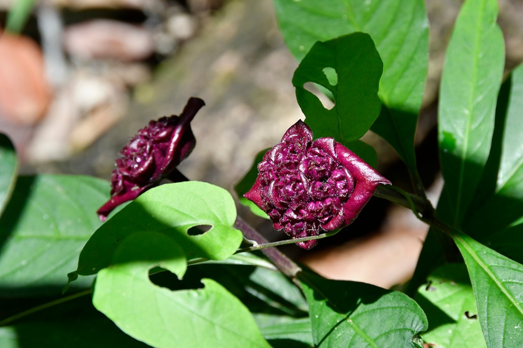 20200915_parque estadual mata do pau ferro © roberto guedes (21).JPG