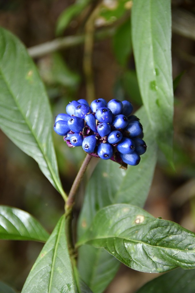 20200915_parque estadual mata do pau ferro © roberto guedes (23).JPG