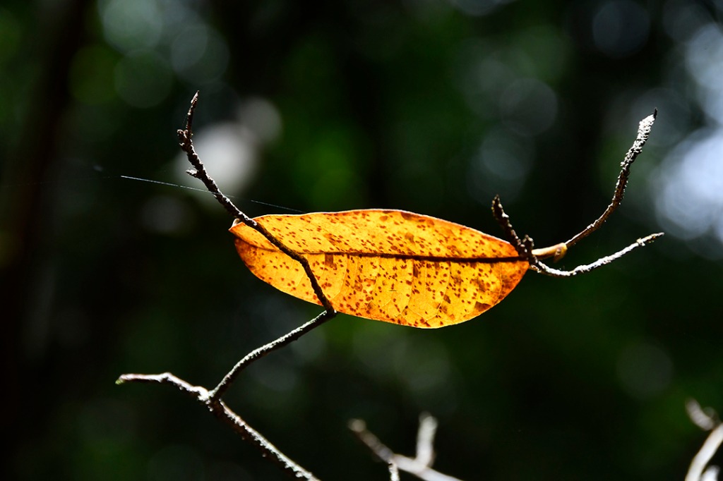 20200915_parque estadual mata do pau ferro © roberto guedes (24).JPG
