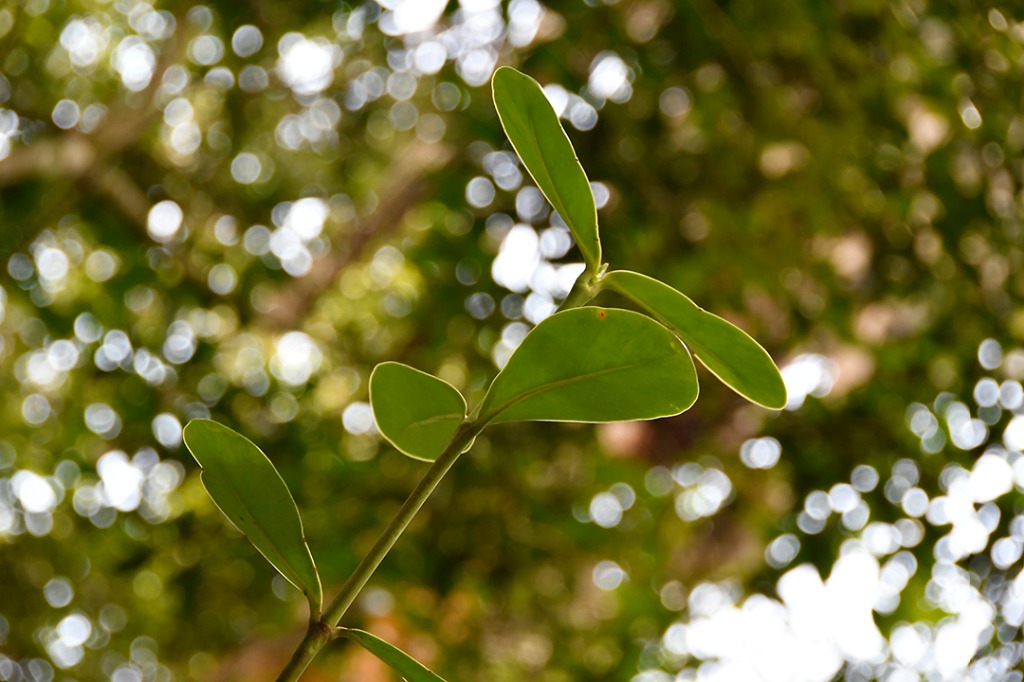 20200915_parque estadual mata do pau ferro © roberto guedes (25).JPG