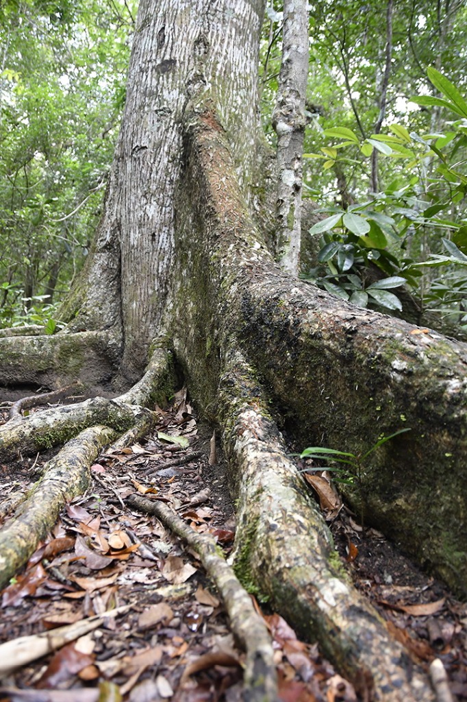 20200915_parque estadual mata do pau ferro © roberto guedes (27).JPG