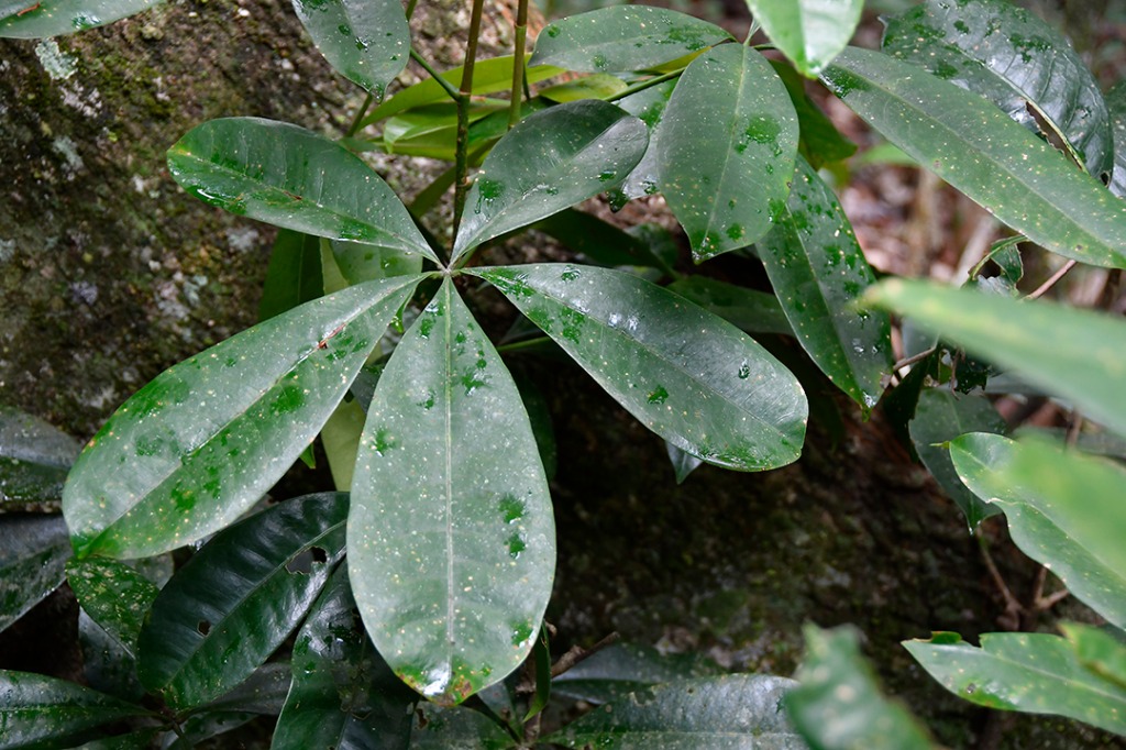 20200915_parque estadual mata do pau ferro © roberto guedes (28).JPG