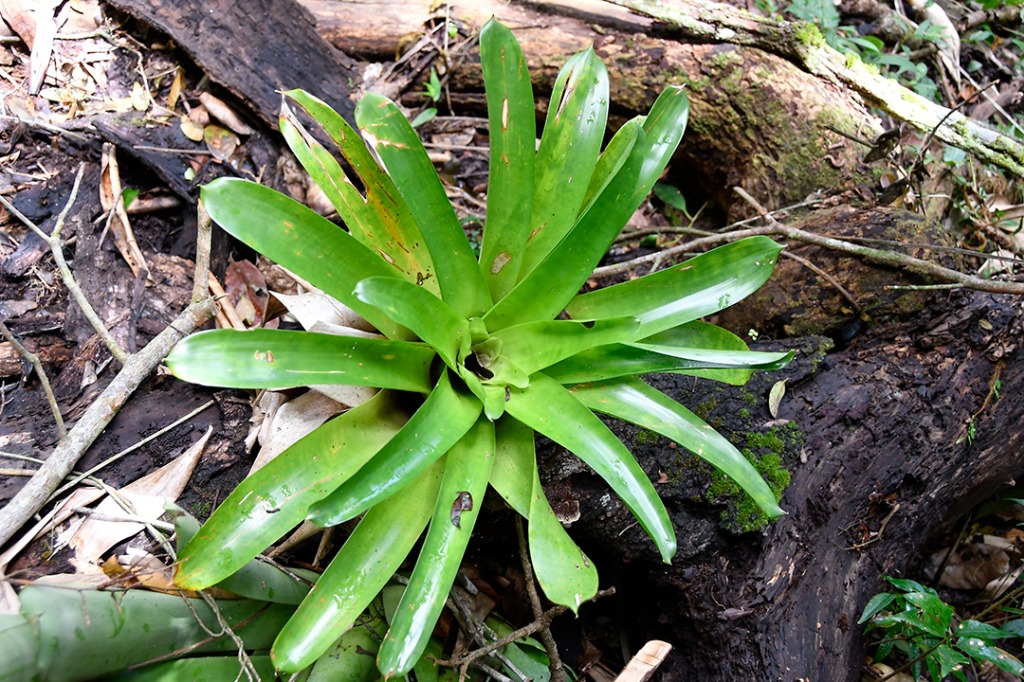 20200915_parque estadual mata do pau ferro © roberto guedes (29).JPG